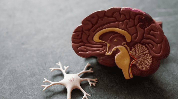 Understanding Your ‘Secret Brain’
